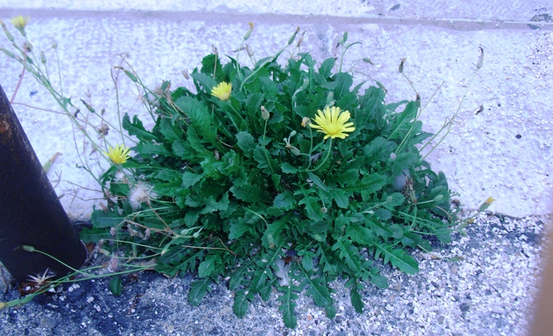 sul marciapiede - Crepis cfr bursifolia?